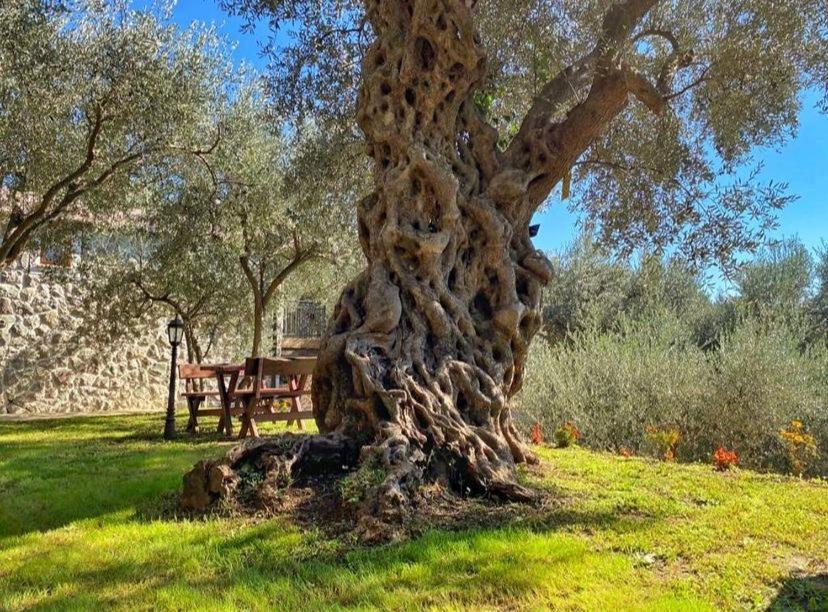 באר Olive Queen Rustic Estate מראה חיצוני תמונה